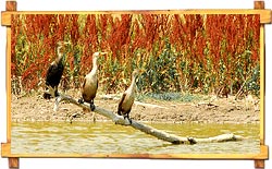 Mangalavanam Bird Sanctuary